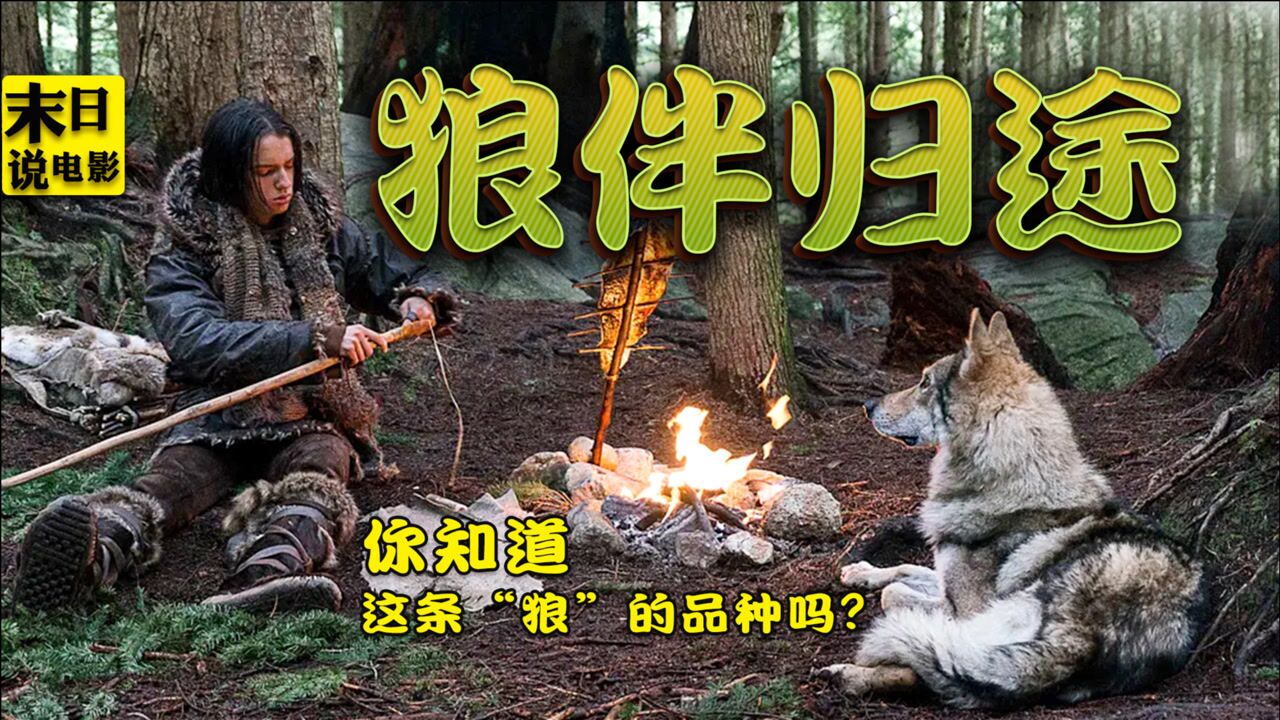《阿尔法:狼伴归途》精彩动作场面_年度视觉大片,狼王为报恩,誓死追随人类,和黑豹一较高下_电影_高清完整版视频在线观看_腾讯视频