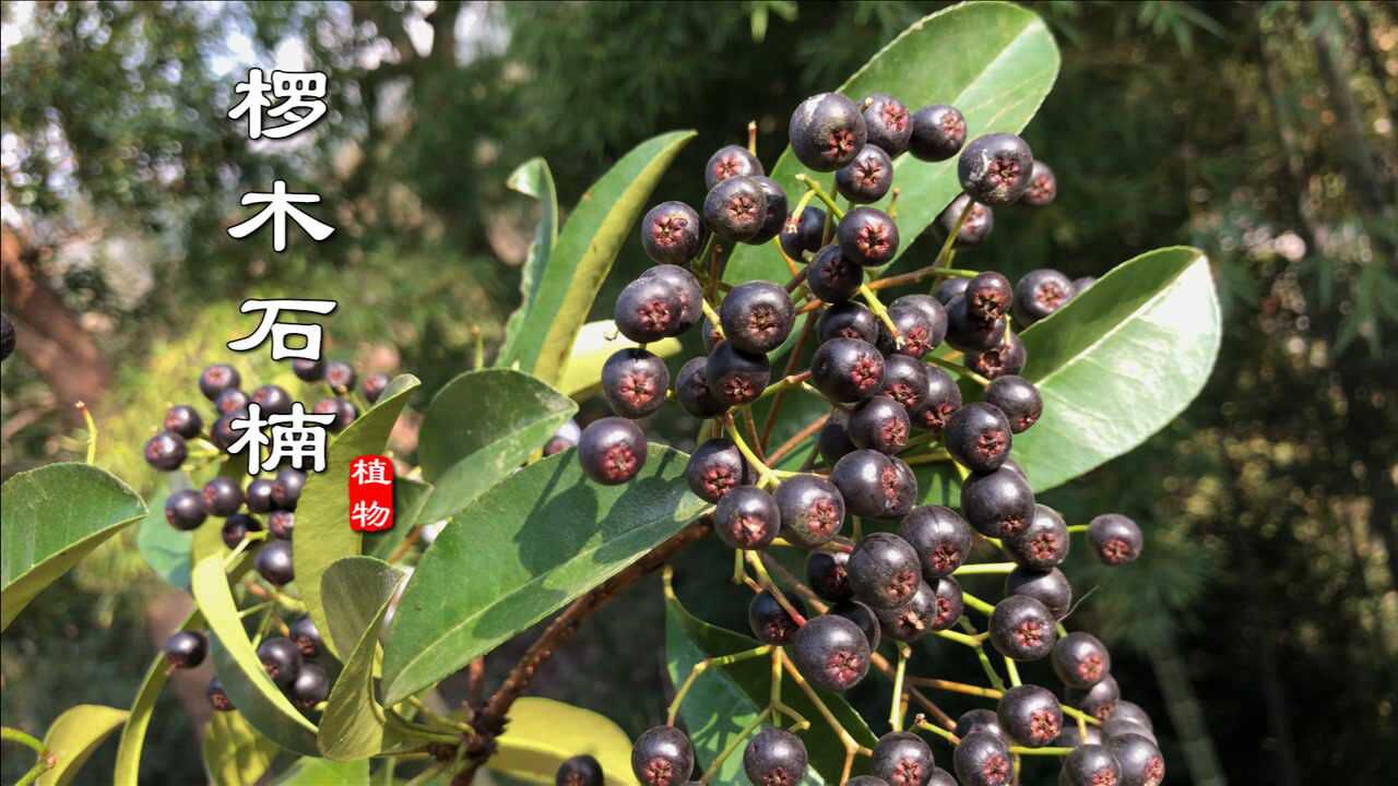 你吃过这种野果吗?儿时美味的零食