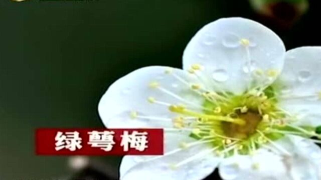 梅花居然还能“药食两用”?中医:只有这种才可以,千万错不得!