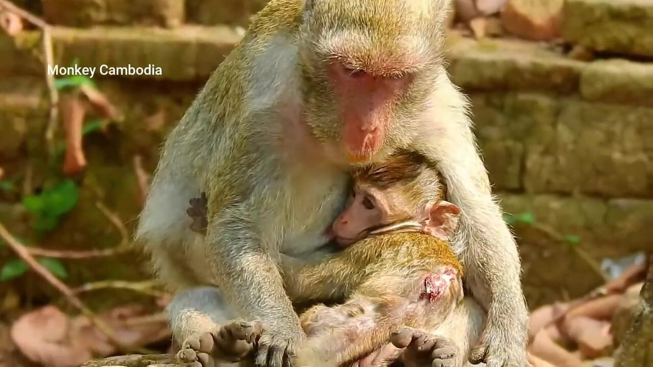 小猴子太可怜了,被恶狗咬成这样真是心痛,伤口简直不忍直视