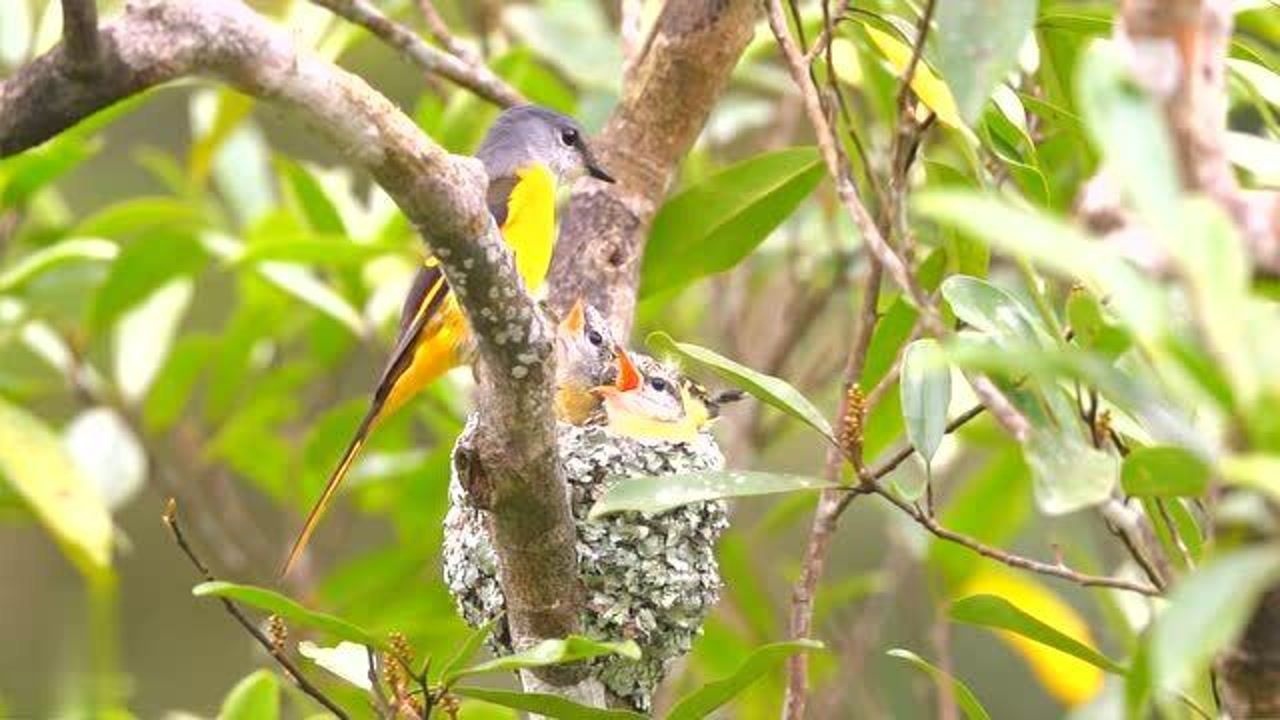灰喉山椒鸟育雏,公鸟红色,母鸟黄色,非常漂亮
