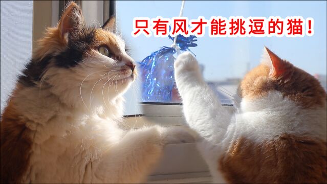 只有风才能“挑逗”的猫,2年都在担惊受怕,今天终于兴奋了