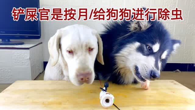 慢性子提速了?阿拉斯加犬大壮,今天还不错吧!