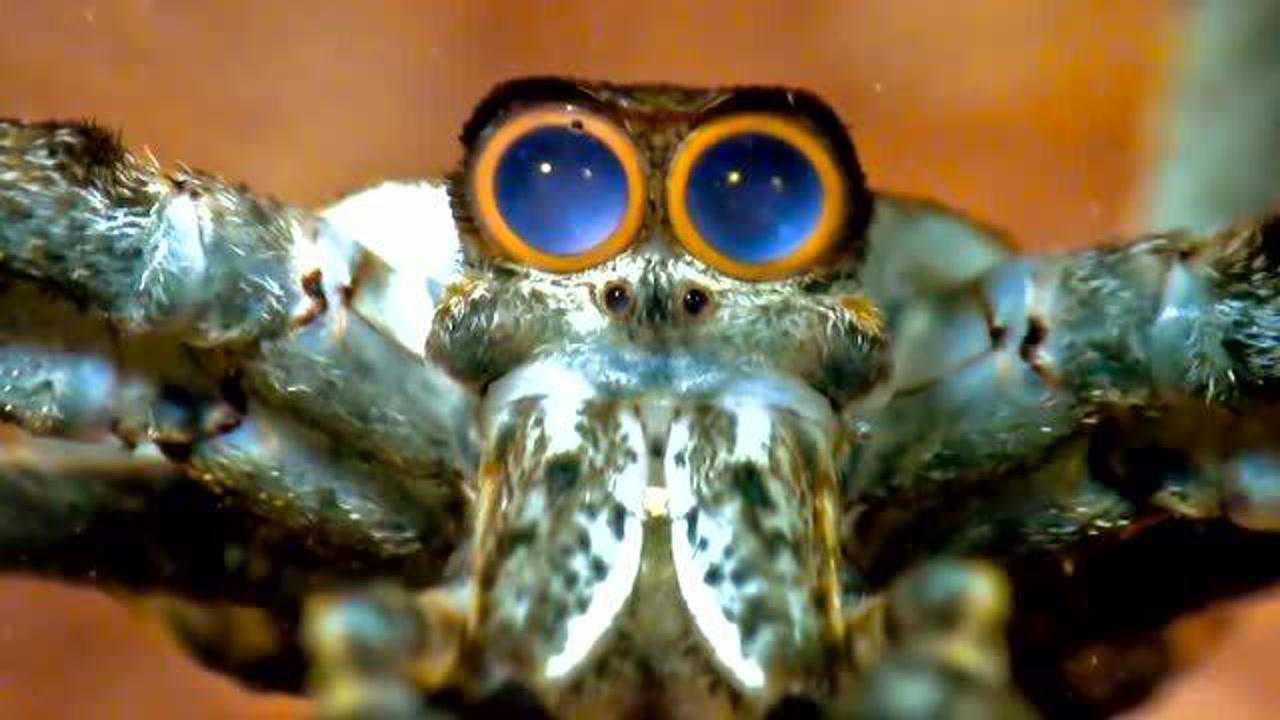 细看,蜘蛛们的眼睛