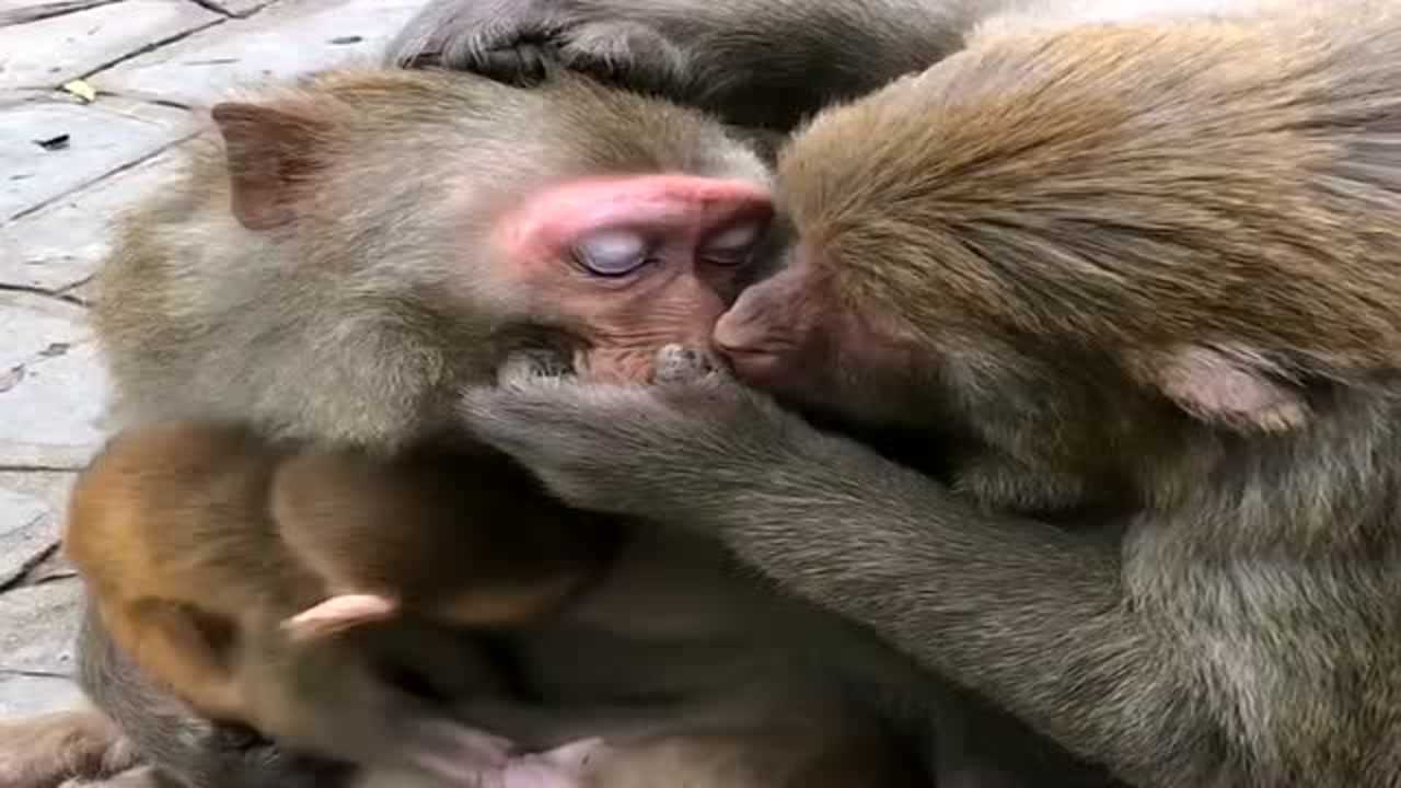 公猴子偷偷亲了母猴子一口,接下来的一幕太像人类了!_腾讯视频
