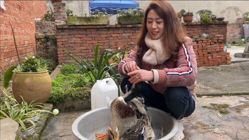 媳妇杀鸭子拔毛用了网友说的土方法半个小时才搞定一只鸭