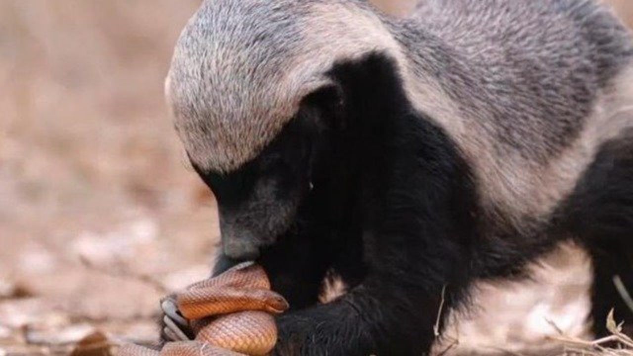 见谁咬蛇!平头哥蜜獾大战6米巨型毒眼镜王蛇,你说谁更强悍