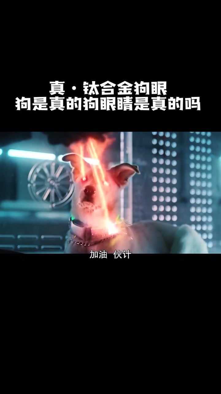 真钛合金狗眼狗是真的狗但眼睛是真的吗