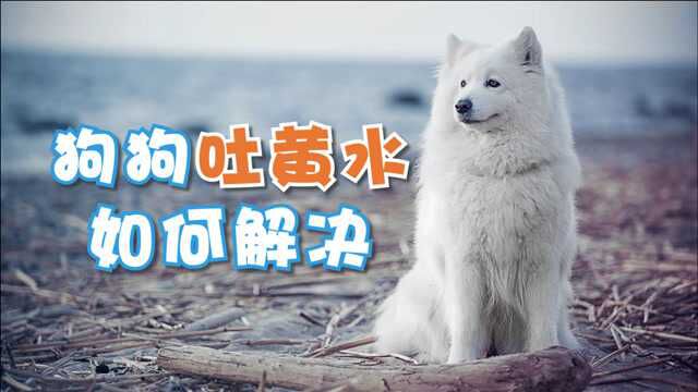 狗狗吐黄水如何解决