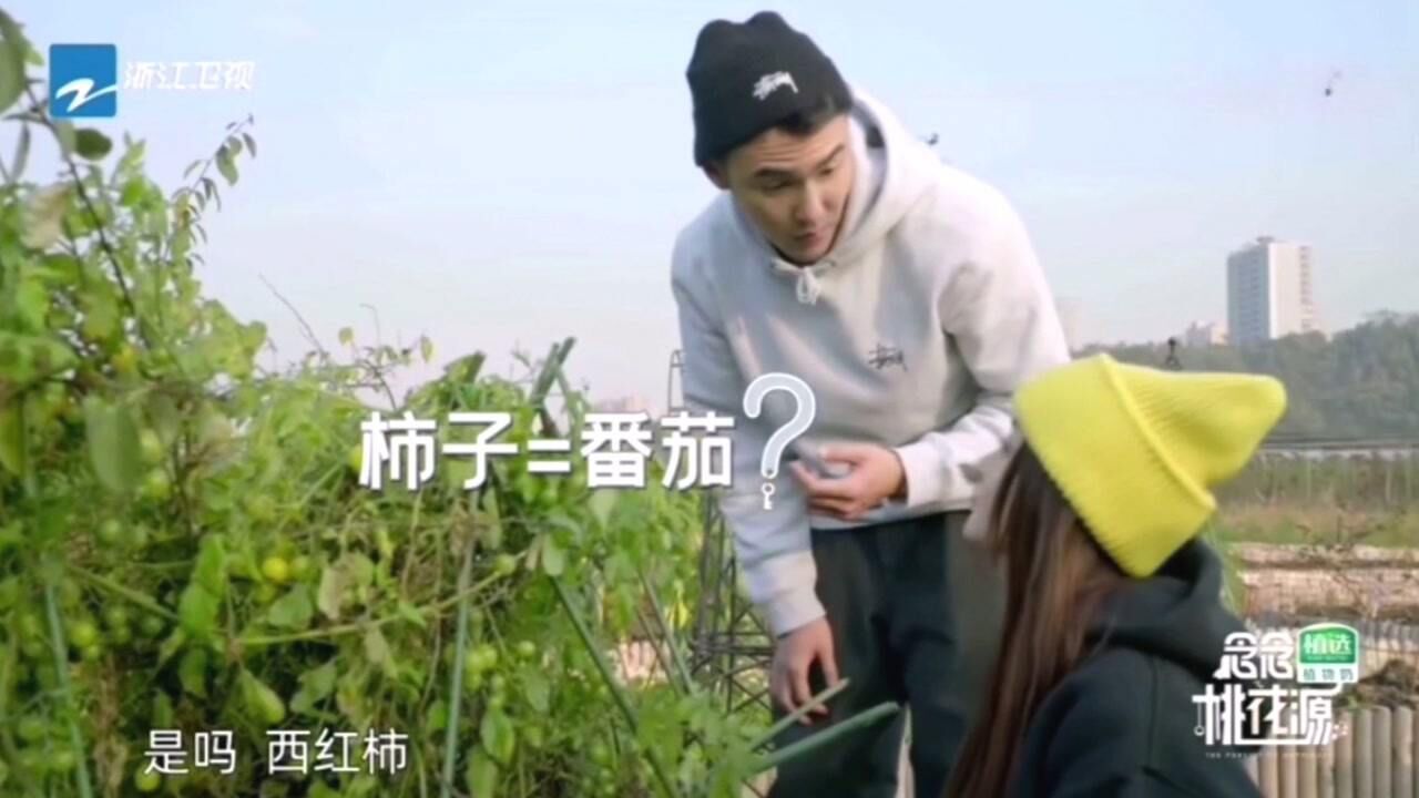 明星地域差异闹笑话,张天爱推荐吃柿子,阮经天:有点像番茄!_高清1080P在线观看平台_腾讯视频