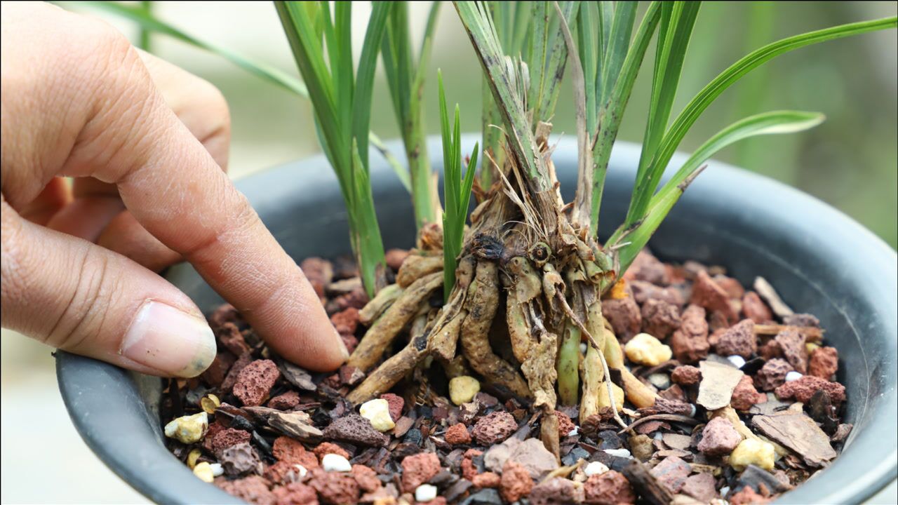 错过了给兰花换盆,用上新招式,效果不输换植料