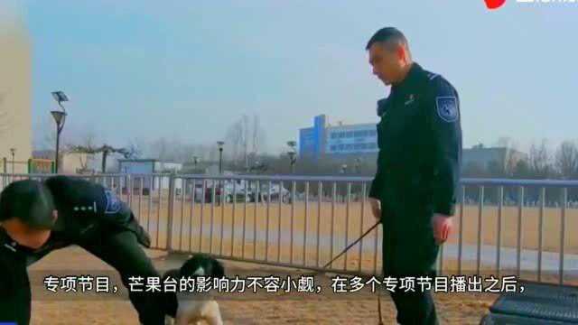 为什么藏敖这么强悍,却不能当警犬呢?答案你肯定想不到