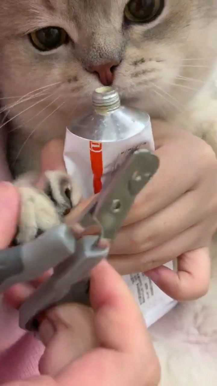 猛虎落淚