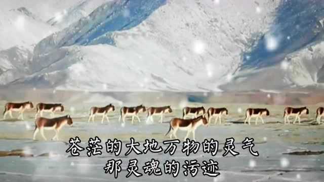 演唱:凤凰传奇《可可西里》一首经典时代歌曲,让你走进可可西里