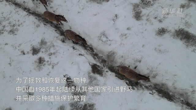 天山脚下 马踏飞雪