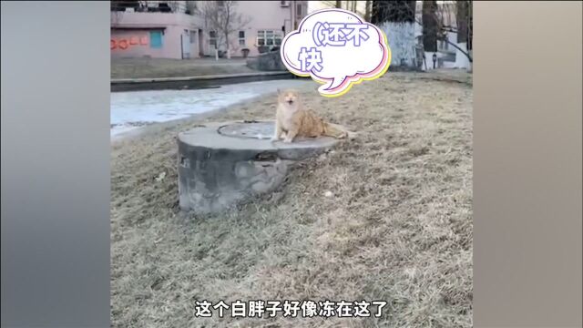 北京顺义一只猫猫被冻在井盖上,好心路人用温水冲洗将其救下