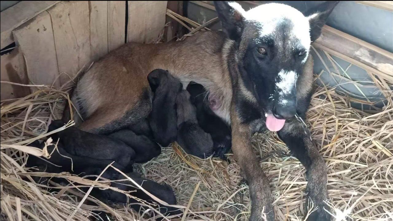 马犬发情找到种公配狗,后来又被土狗偷配,现在生下是谁的狗?