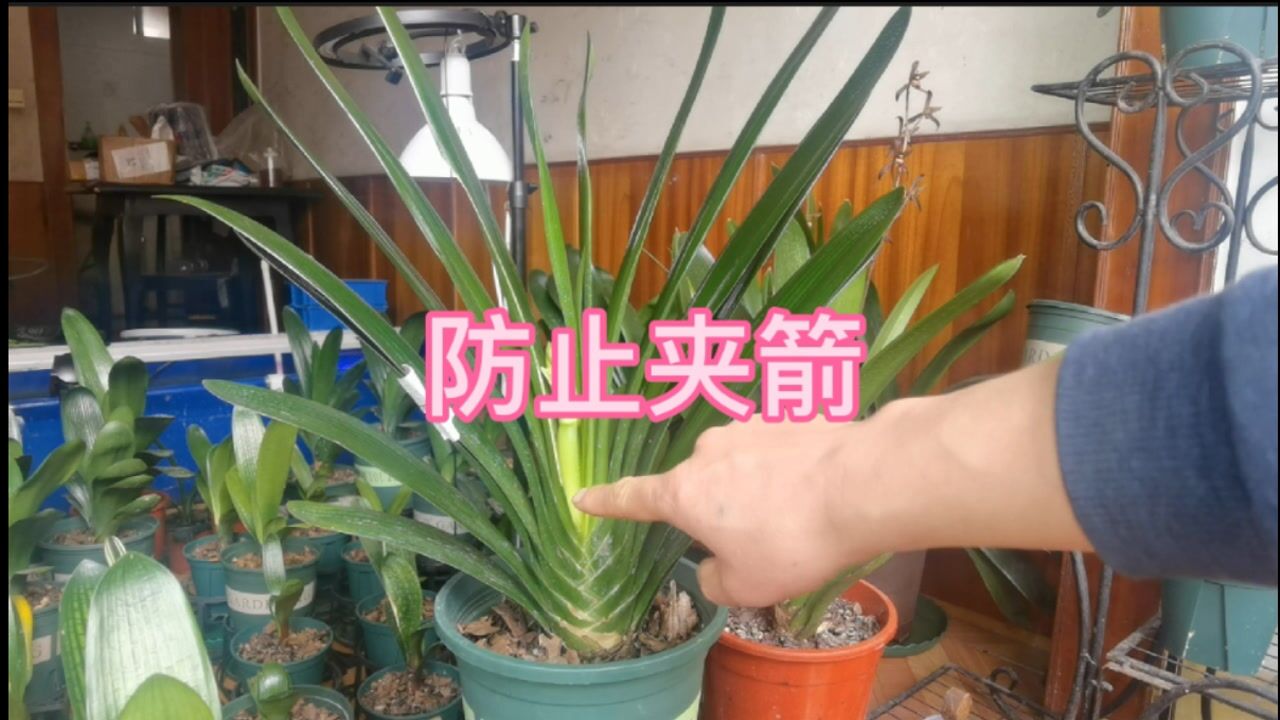 用这个巧方法.可防止君子兰夹箭,一起看一看