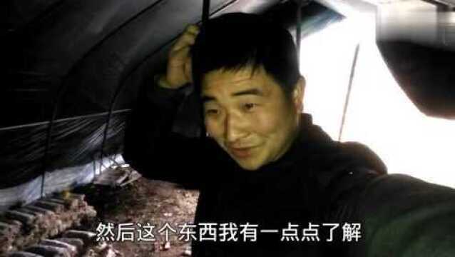 农村小伙去同学家摘平菇吃,过年要卖到8元一斤,可还是愁没销路