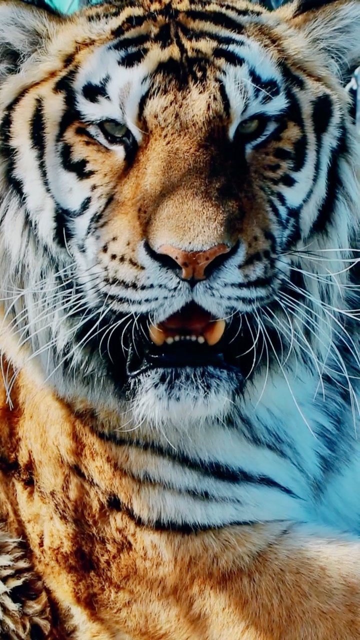 虎为百兽尊谁敢触其怒这才是我虎哥应该有的样子