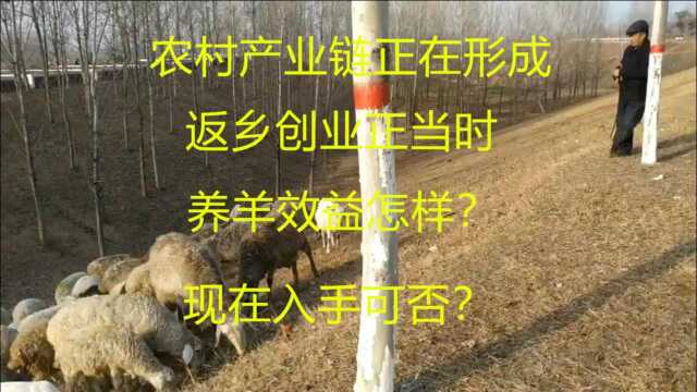 现在入手养羊效益怎样?养羊什么品种好?价格怎样?听听放羊大爷怎么说?