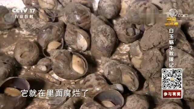 白玉蜗牛𐟐Œ动物界,玛瑙螺科,也称褐云玛瑙螺.雌雄同体,异体交配,只要温湿度适宜,一年四季均可繁殖~