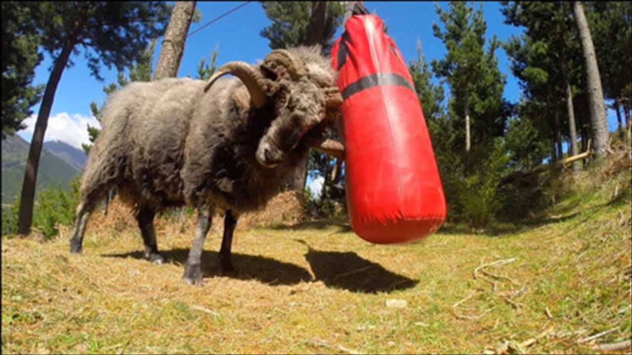 愤怒公羊一头撞向沙袋,谁料沙袋反弹回来,羊发飙:谁,谁打我!