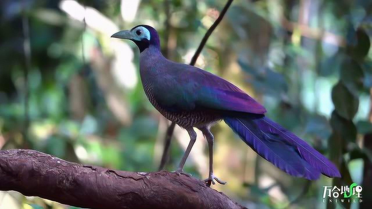热带雨林大型鸟类图片