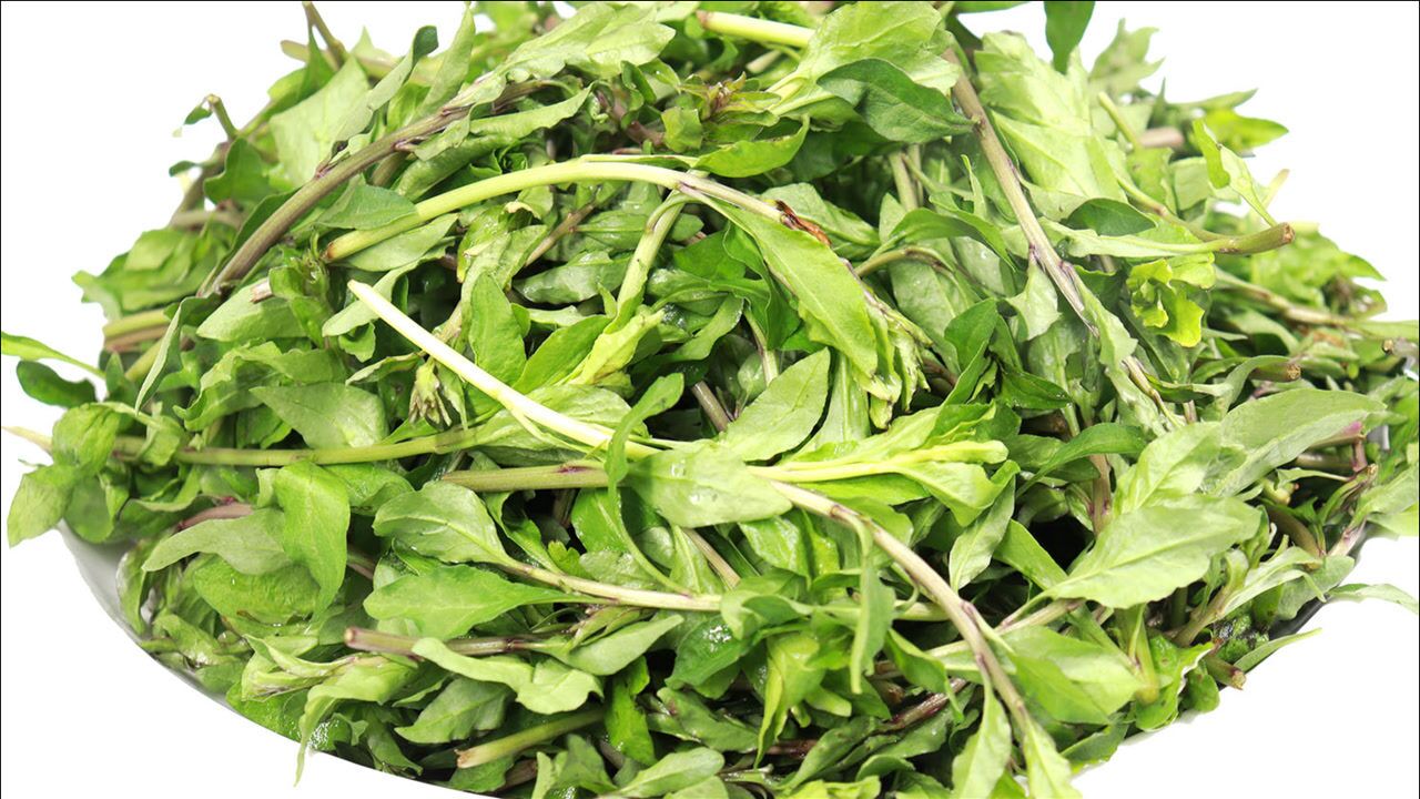 狗地芽,很多人见过不会做,教你一种新吃法,清热下火,营养美味