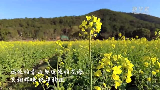 【瞰春光】江西吉安:清晨青原山 春色醉人心