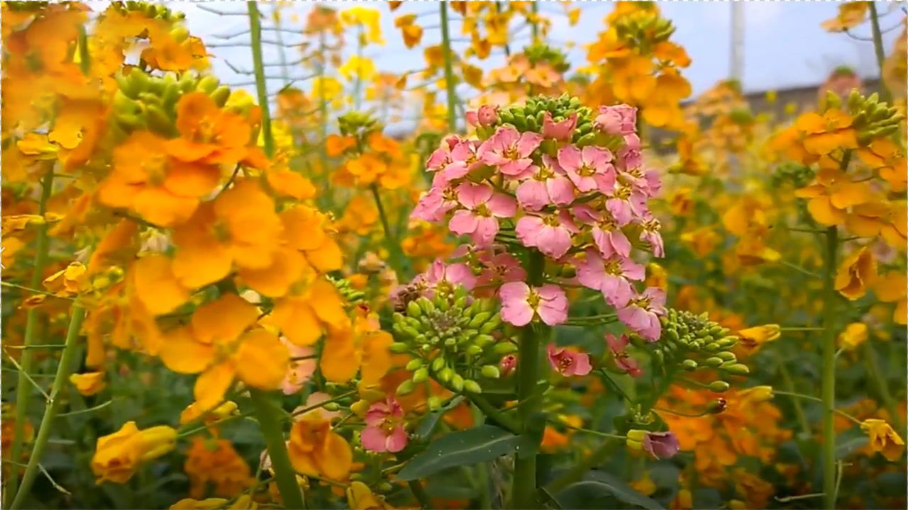 江西一大学培育出38种颜色油菜花