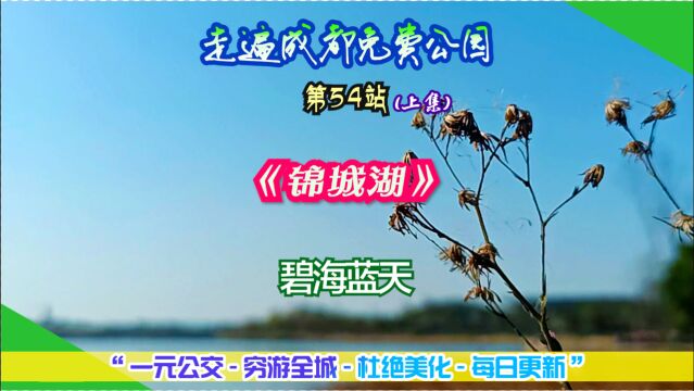 走遍成都免费公园第54站:围着锦城湖转半圈,逆光也能感受到靓丽