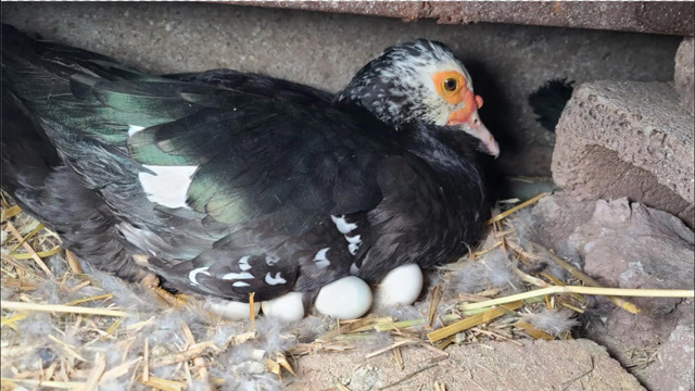 番鸭孵化过程图片图片