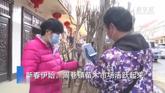 【新华网】湖北孝昌:苗木俏销喜争春