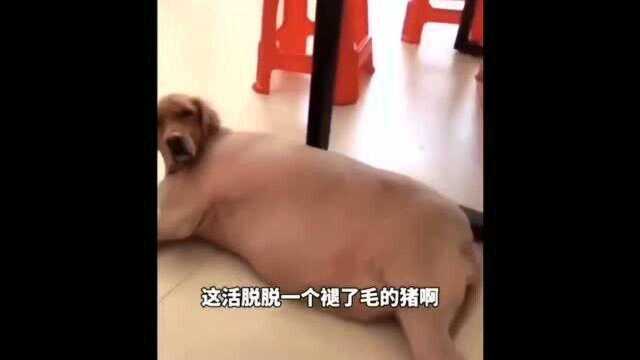 这都是我努力吃出来的肉