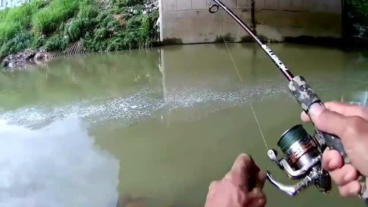 钓鱼使用霸王捆一次逮到了三条罗非鱼