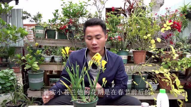 小苍兰还没开花迹象?是你不知道这个“必要”条件