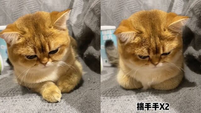 太可爱!猫咪因不想让主人摸每天揣着手,网友:像极了在东北的我