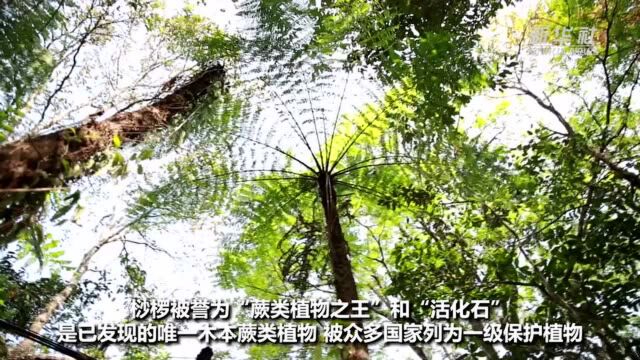 探访“植物大熊猫”桫椤