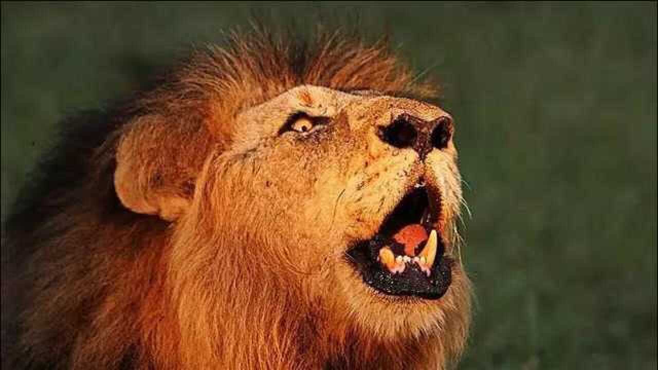 动物世界:坏男孩雄狮联盟老大的怒吼_腾讯视频