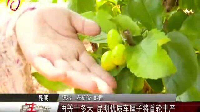 再等十多天,昆明优质车厘子将首轮丰产