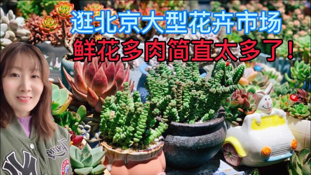 带你逛北京南四环花卉批发市场!价格便宜品种多!