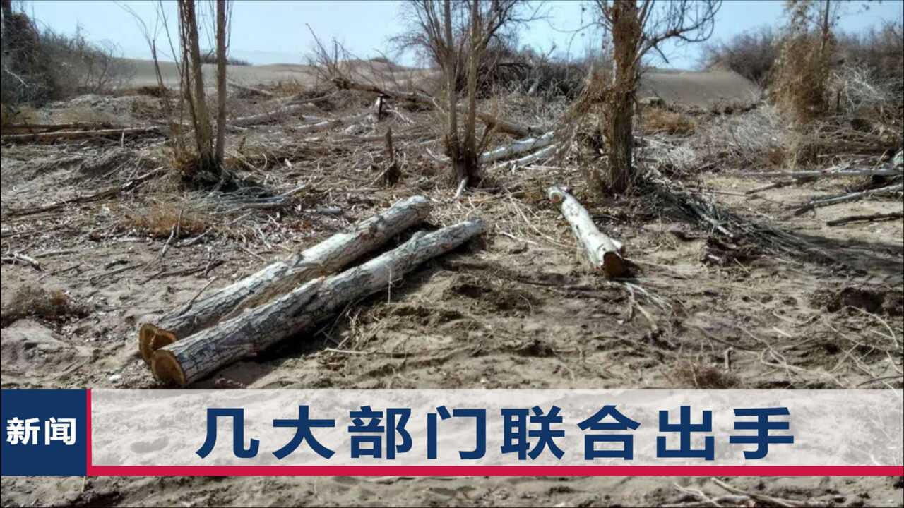 毁林开垦无证采伐敦煌毁林567亩种葡萄大枣多部门联合出手