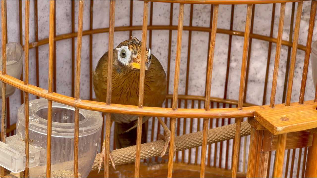 画眉鸟打体内虫我只信鹧鸪菜效果不错