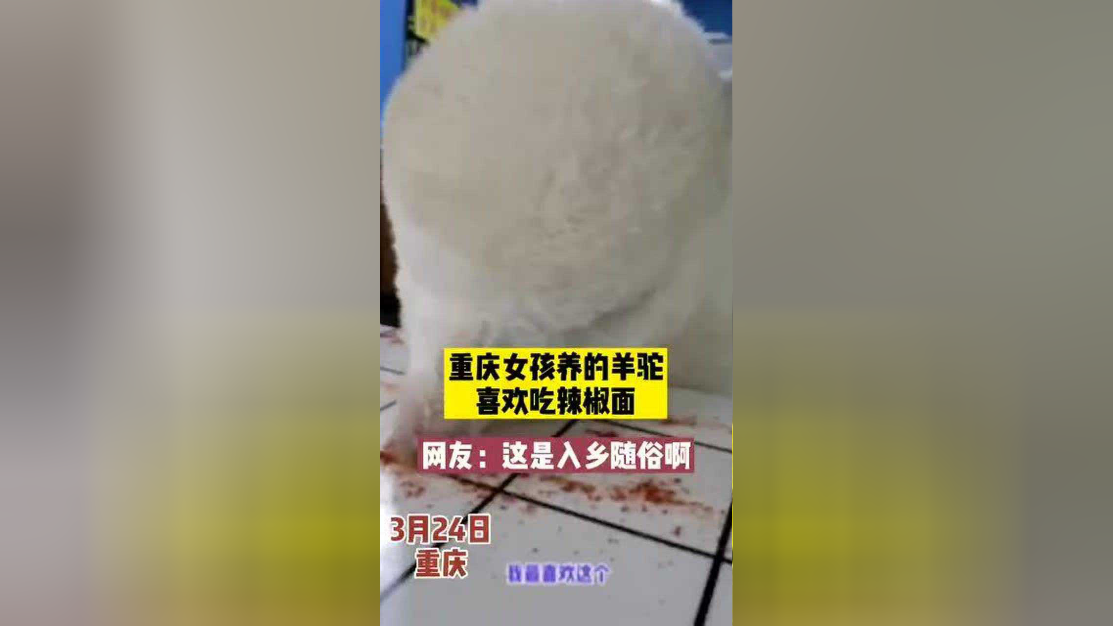 重庆女孩养的羊驼喜欢吃辣椒面 网友:这是入乡随俗啊