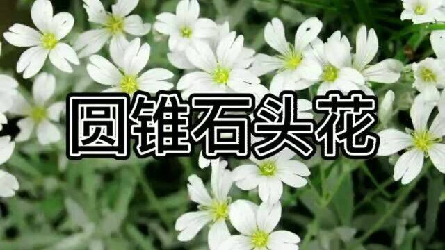 圆锥石头花蕴含着清雅、浪漫、致远等美好寓意.