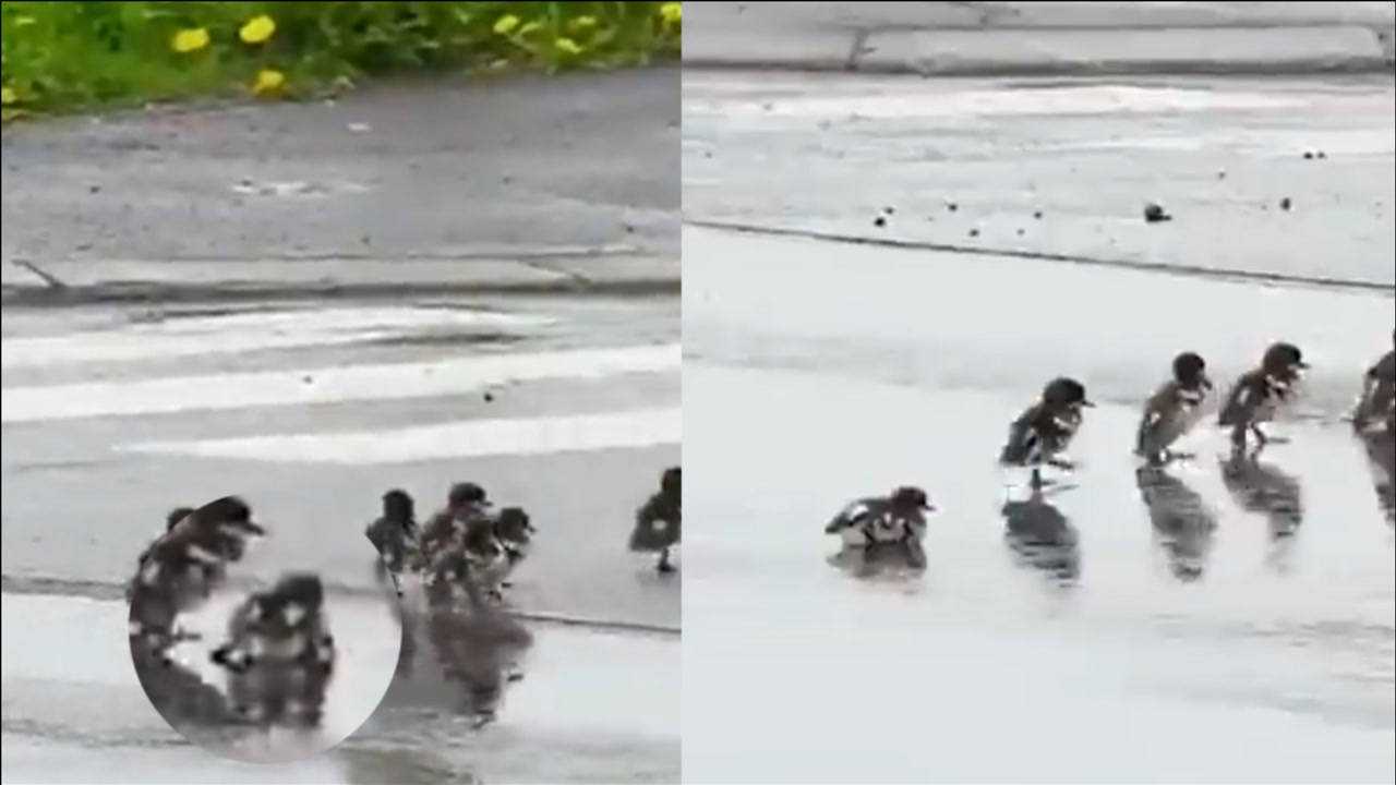 小鸭子跑几步扑倒歇一歇眼看掉队立马屁颠追能歇一秒算一秒