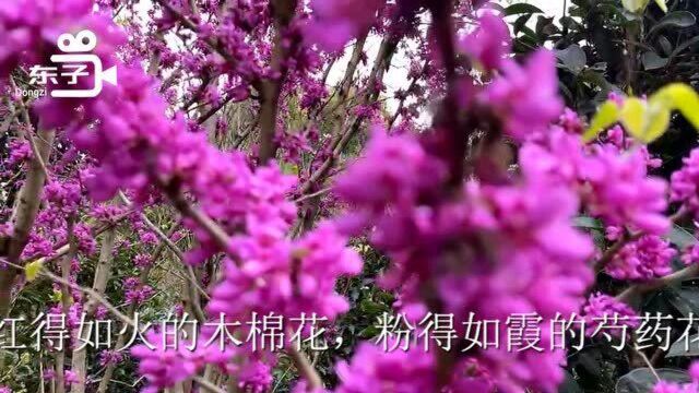 采花的蜜蜂