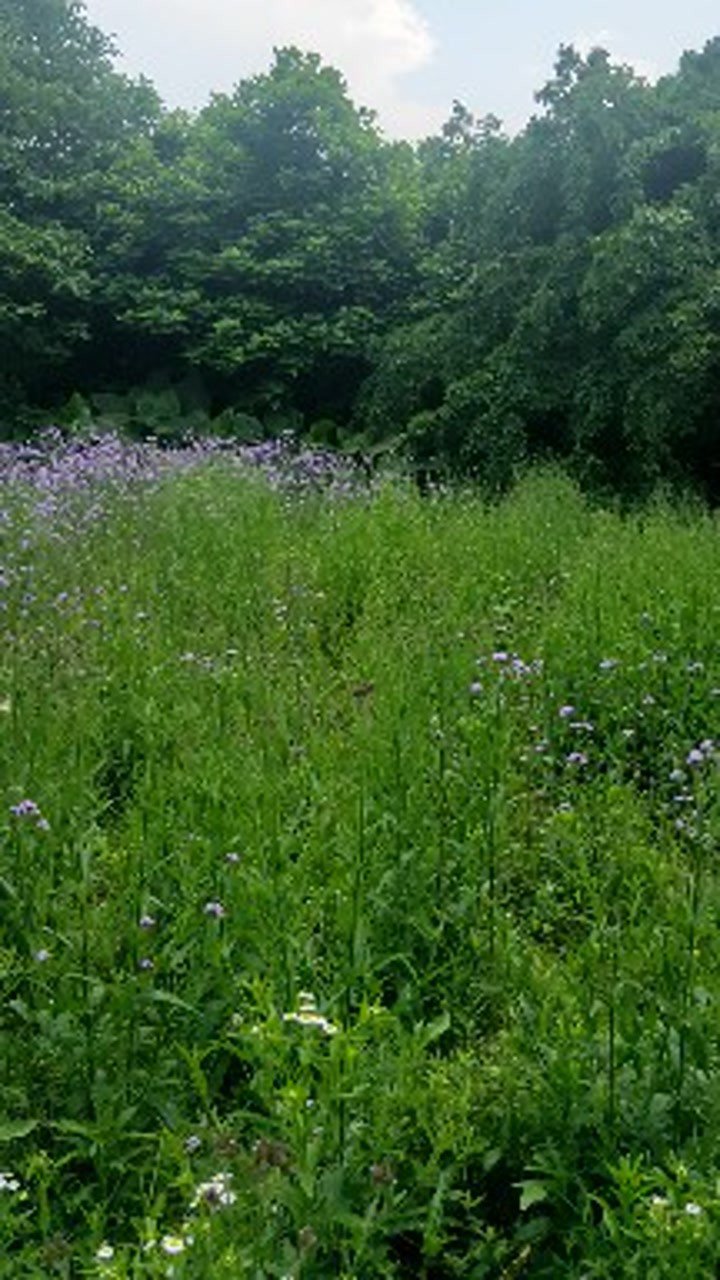 满山遍野的马鞭草啊