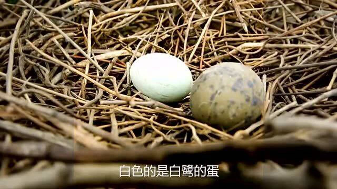 黑尾鸥把蛋产在白鹭窝里蛋孵化后幼鸟悲剧了